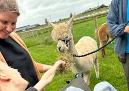 Alpacas, Animal-Assisted Therapy and Mental Well-being